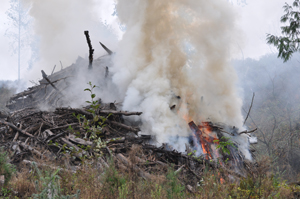 UW project that recycles forest slash piles selected for NSF commercialization grant