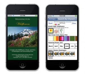 UW’s Burke Museum Herbarium Launches New Wildflower App